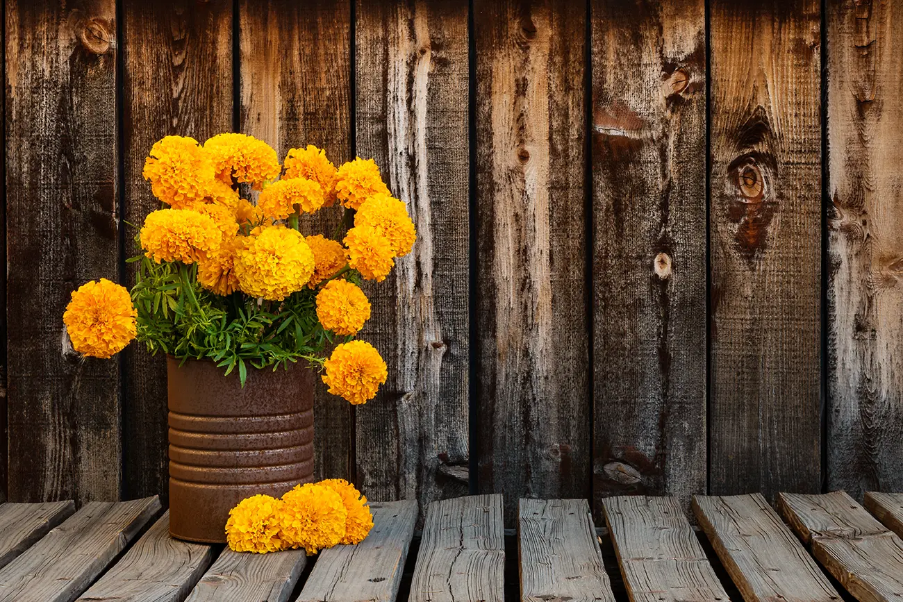 All About Marigolds - October's Floral Gem