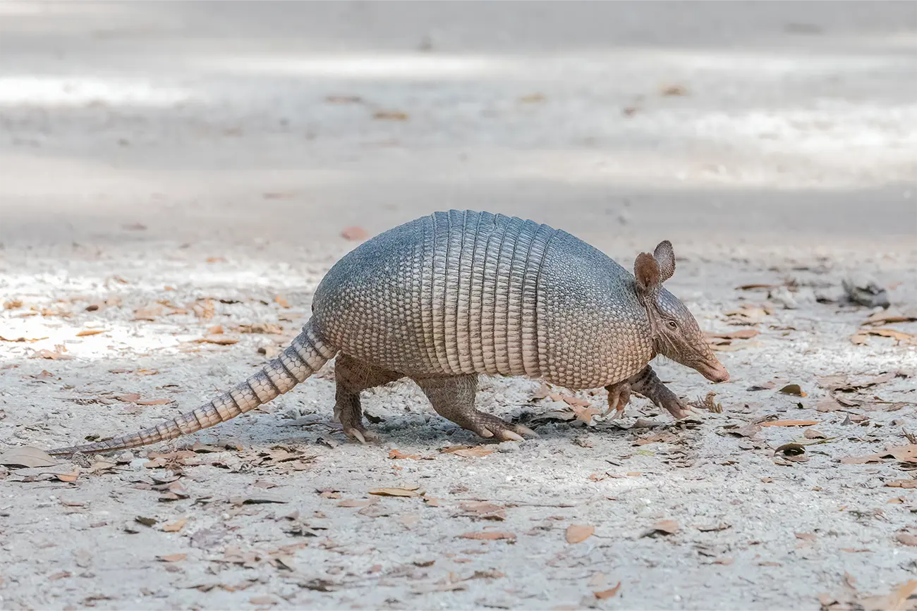 Armadillo walking across a sandy ground.