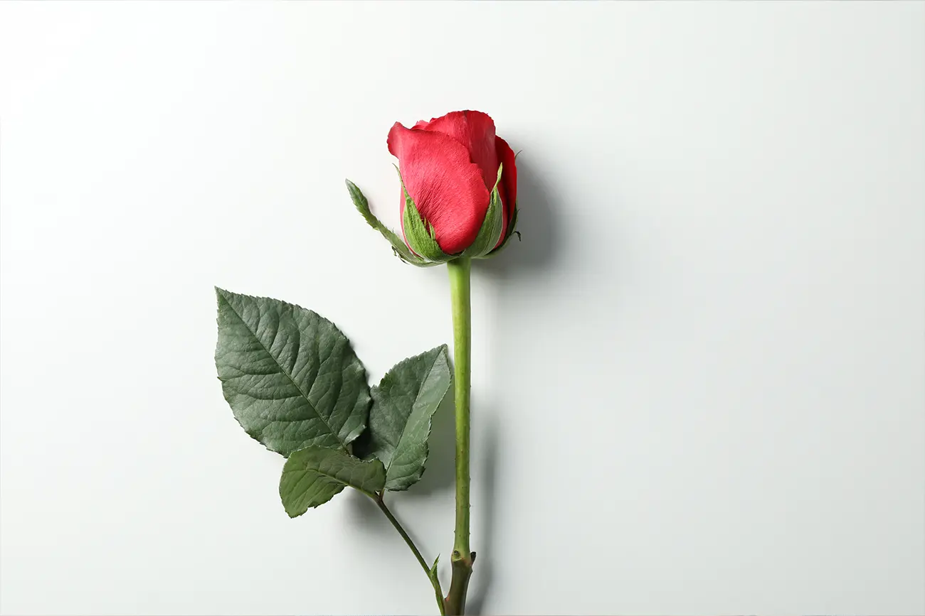 How to Draw a Rose - A Step by Step Guide